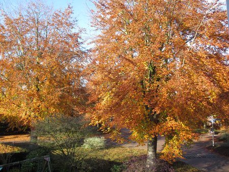 2014 Bomen op het plein